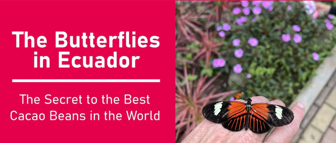 🦋 The Ecuadorian Butterflies! 🦋
