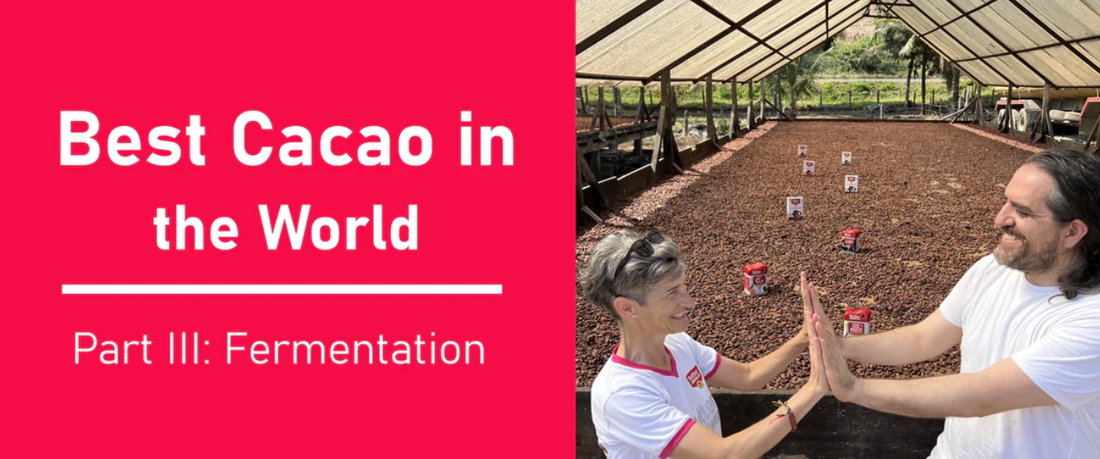 The best cacao beans on the planet: FERMENTATION for flavour!